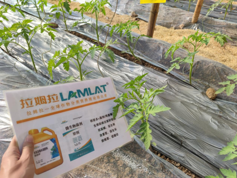 水溶肥,番茄施肥,拉姆拉滴灌級特種肥