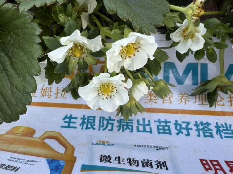 水溶肥品牌,草莓施肥,拉姆拉滴灌級特種肥