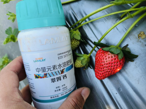 水溶肥品牌,草莓施肥,拉姆拉滴灌級特種肥