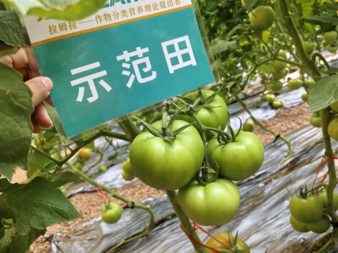 水溶肥,番茄施肥,拉姆拉滴灌級(jí)特種肥