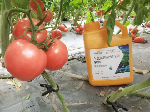 水溶肥,番茄施肥,拉姆拉滴灌級(jí)特種肥