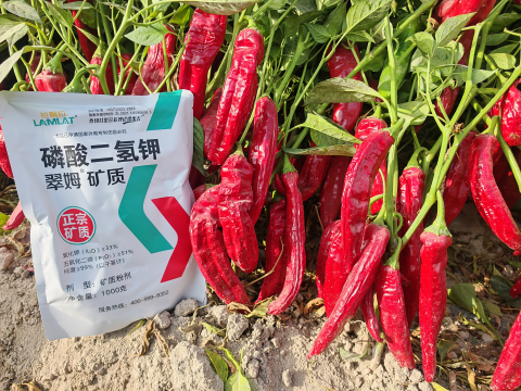 水溶肥廠家,辣椒施肥,拉姆拉滴灌級特種肥