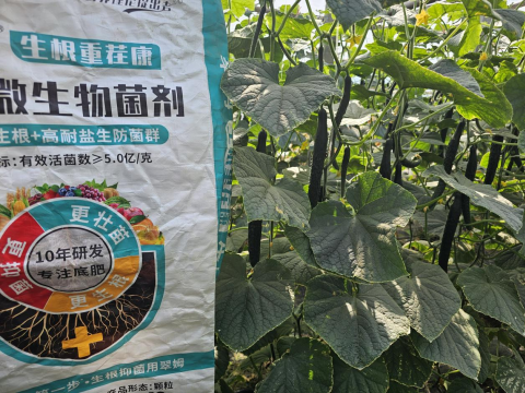 水溶肥品牌,黃瓜施肥,拉姆拉滴灌級(jí)特種肥