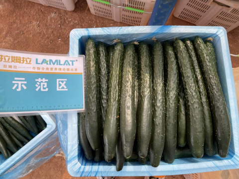 黃瓜種植,拉姆拉滴灌級(jí)特種肥,水溶肥