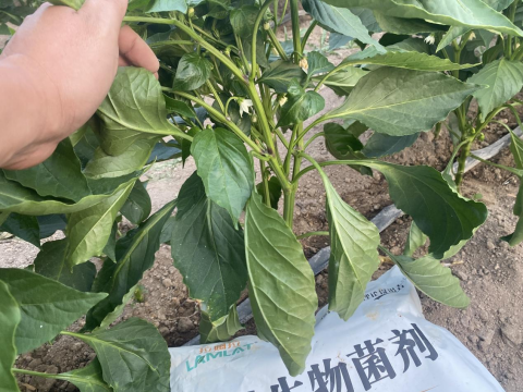 辣椒種植,水溶肥,拉姆拉滴灌級(jí)特種肥