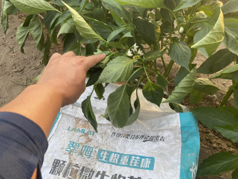 辣椒種植,水溶肥,拉姆拉滴灌級(jí)特種肥