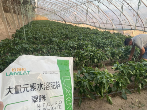 辣椒種植,水溶肥,拉姆拉滴灌級(jí)特種肥