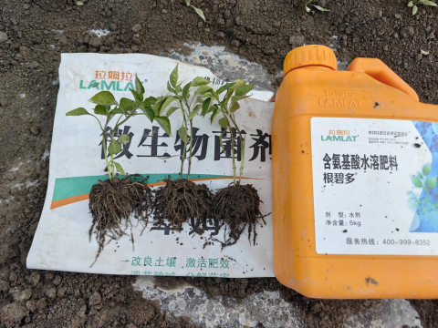 辣椒施肥,拉姆拉滴灌級特種肥,水溶肥