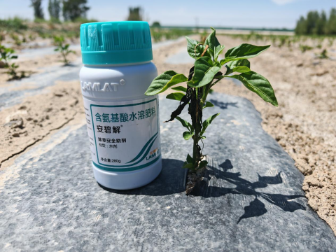 辣椒施肥,拉姆拉滴灌級特種肥,水溶肥