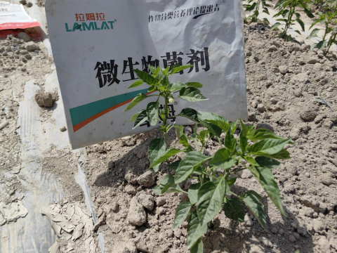 辣椒施肥,拉姆拉滴灌級特種肥,水溶肥