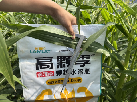 拇指玉米種植,拉姆拉高顆季,顆粒水溶肥