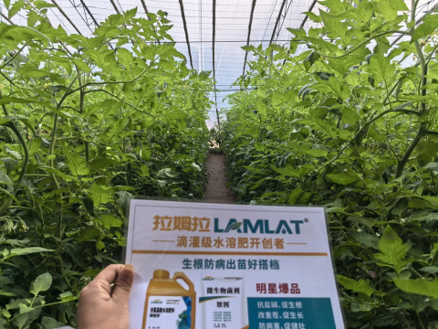 番茄種植,翠姆水溶肥,水溶肥品牌