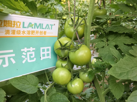番茄種植,翠姆水溶肥,水溶肥品牌