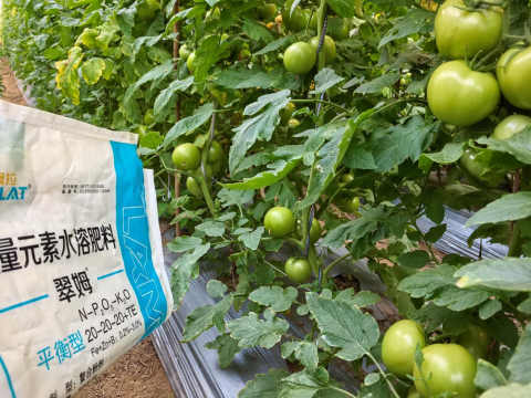 番茄種植,翠姆水溶肥,水溶肥品牌