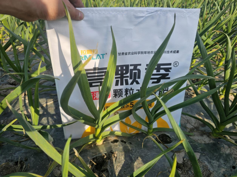大蒜施肥,拉姆拉高顆季,顆粒水溶肥