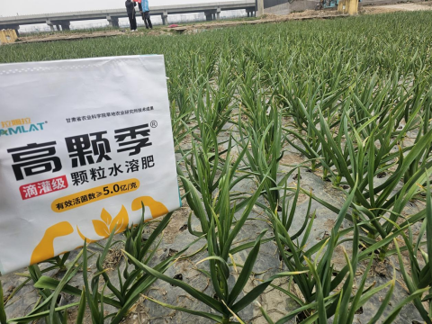 大蒜施肥,拉姆拉高顆季,顆粒水溶肥