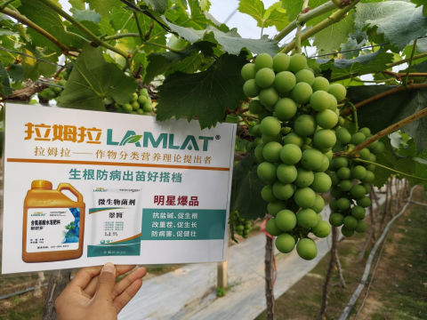 葡萄種植,拉姆拉水溶肥,水溶肥品牌