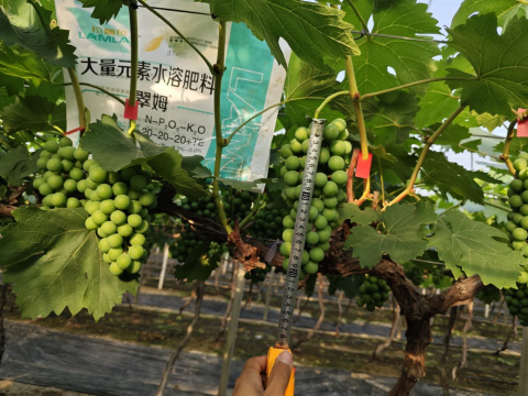 葡萄種植,拉姆拉水溶肥,水溶肥品牌
