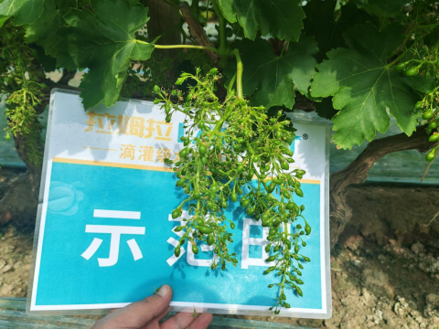 葡萄種植,拉姆拉水溶肥,水溶肥品牌