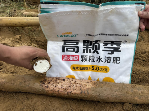 山藥種植,拉姆拉滴灌級(jí)特種肥,水溶肥品牌
