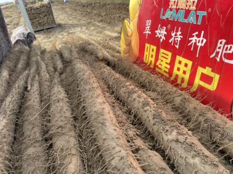 山藥種植,拉姆拉滴灌級(jí)特種肥,水溶肥品牌